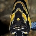 cardinalfish_banggai_kbrtk2_v_0384_sul7425.jpg